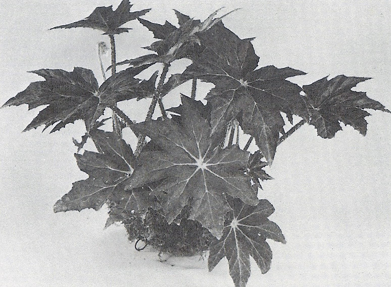 B. ‘Garden Grove’